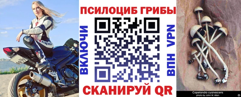 Псилоцибиновые грибы Psilocybe  купить закладку  Архангельск 